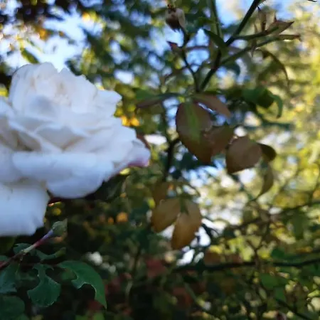 Confinedeisanti * Moriondo Torinese